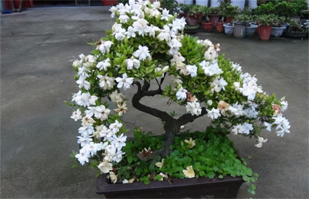 这8样植物可以在家养,家里养的3种常见植物