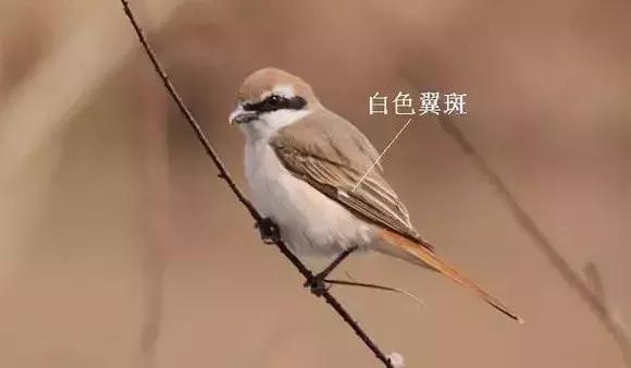 伯劳鸟饲养,没睁眼的伯劳怎样饲养