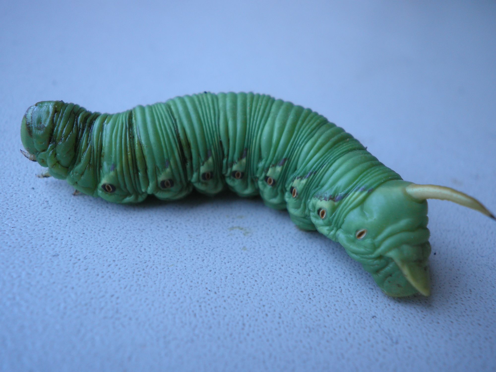 这里的情趣内衣，制作者是当地农村大妈，20秒做一条丁字裤挣一毛