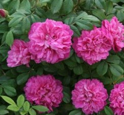 春天来了,喜欢种花的你,买到真的的玫瑰花苗了吗?