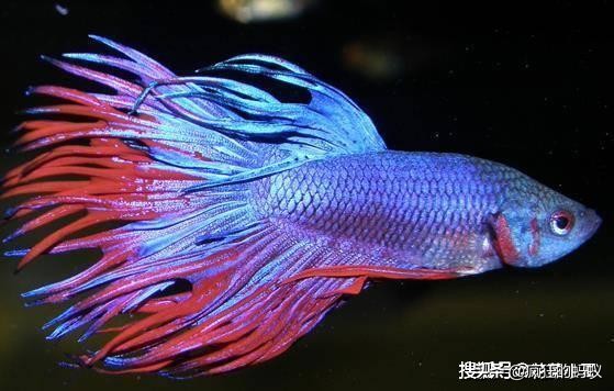 世界上最漂亮的5种鱼 (世界上10种最漂亮的鱼)