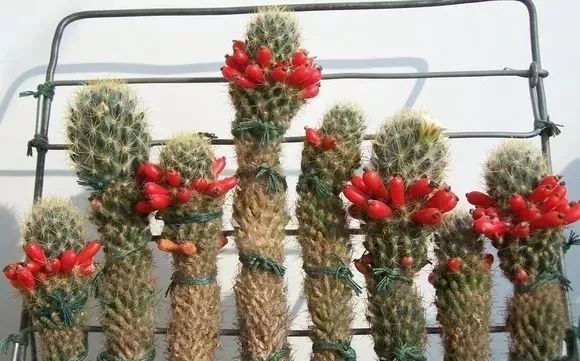 做花针的方法,学做花针