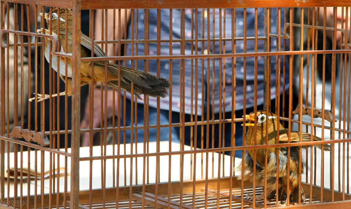 画眉鸟落性后的恢复,画眉鸟起性前的预兆