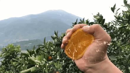 只有在五月能吃到的美食,5月的伦晚脐橙
