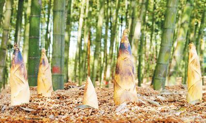 春笋味道清淡鲜嫩,春笋怎么吃又脆又好吃