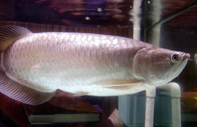 比较有灵性的中大型观赏鱼,威武霸气的观赏鱼有哪些品种