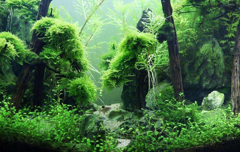 1.2米闽江底滤鱼缸滤材摆放三格,底滤鱼缸不排水怎么办