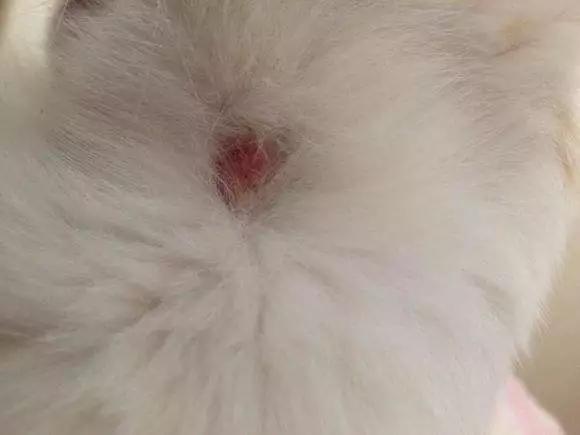 幼猫宠物怎么养,宠物幼猫饲养方法