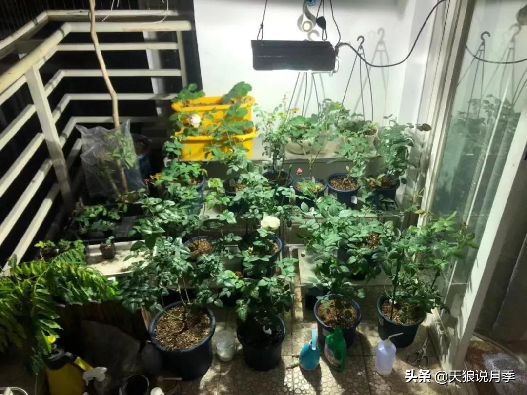 北阳台无直射光,北阳台直射光