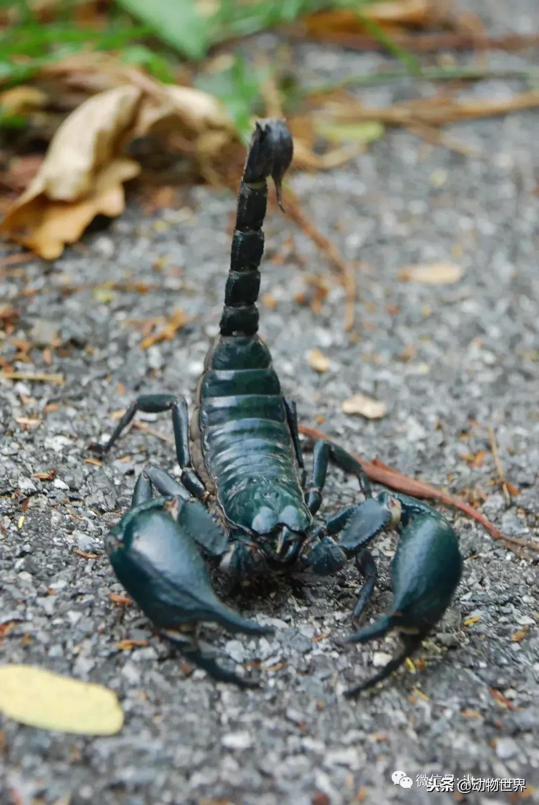 蝎子的全名叫什么,蝎子百科全书