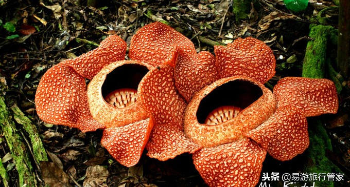 沙巴亚庇和仙本那的区别,沙巴经典必游10个景点