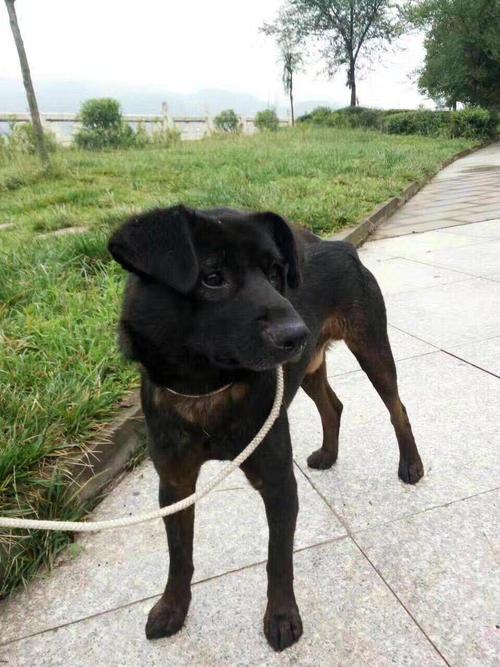 中国比较凶猛的犬,中国被公认的最凶猛的犬