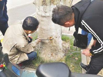 武汉有个“虫虫特攻队”每天上街逐棵法桐捉拿天牛幼虫