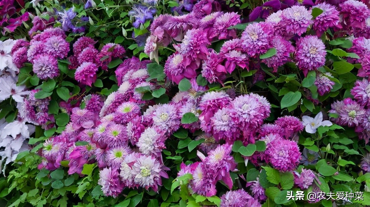 有院子别空着，种上漂亮的“花园3宝”，花期长好打理