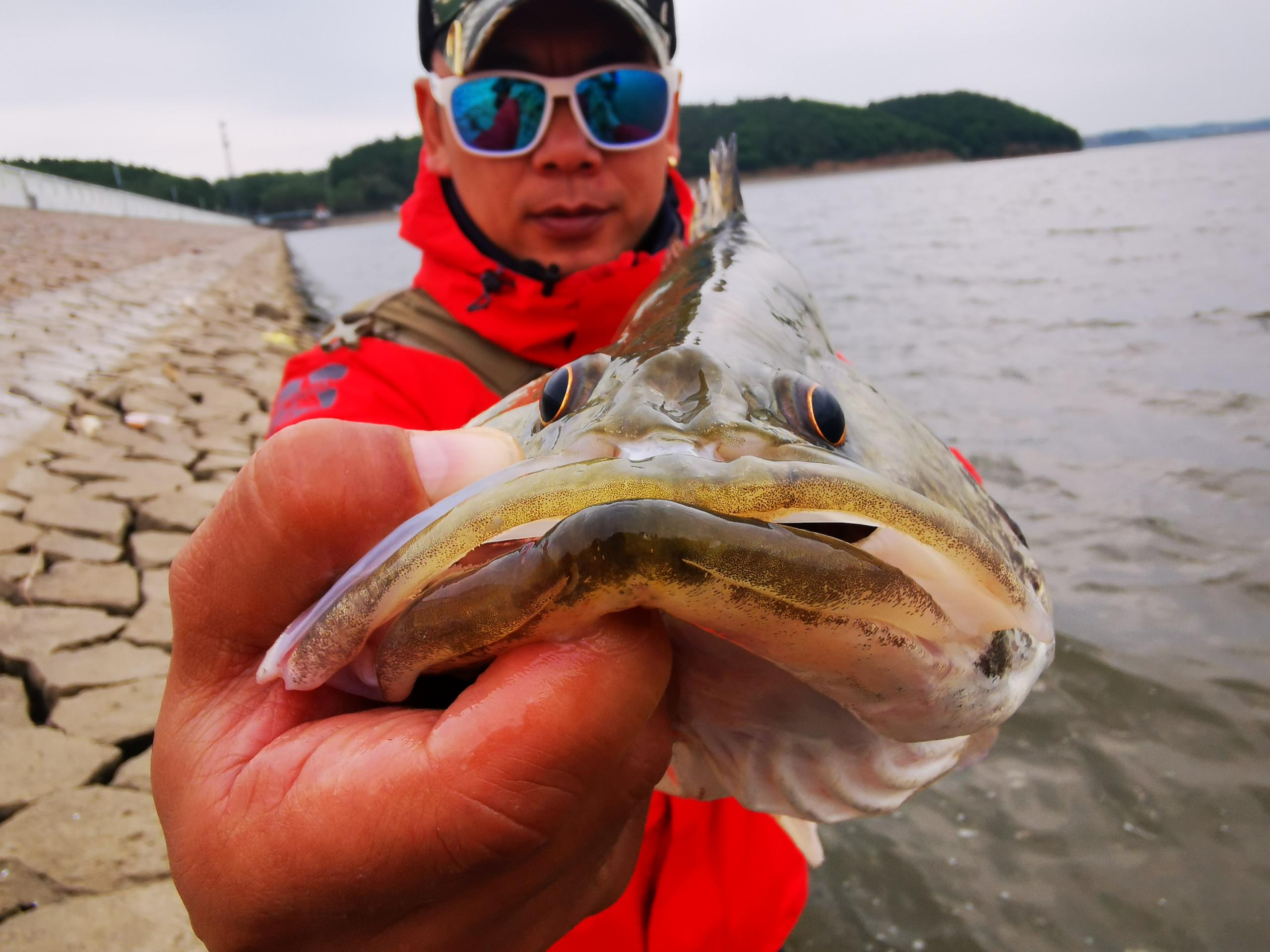 第一次钓这么大的鳜鱼,钓这么多鱼回家该不该挨骂了