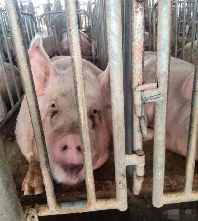 如何提高母猪的产仔率,提高母猪胎产数量的方法