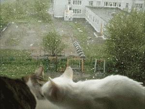 猫：这辈子亲过最狠的嘴…都看见嗓子眼儿了