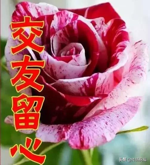 女人节祝福语送给你,最美丽的女人节祝福