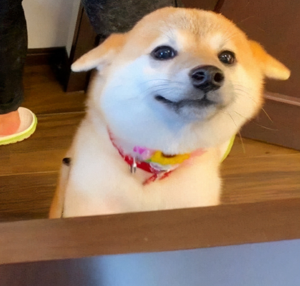 500元能买纯种柴犬吗,500块钱能买到什么样的品种柴犬