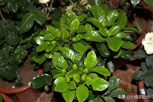 栀子花黄叶不开花怎么办,栀子花买回来黄叶不开花