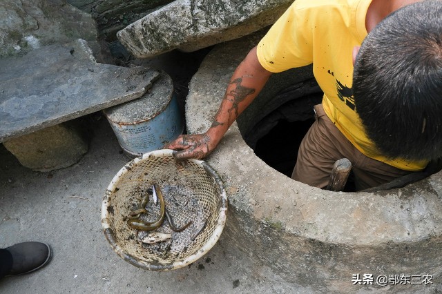 农村过去水井里，为什么总要养几条小鱼，挑水时候先看看鱼再挑？