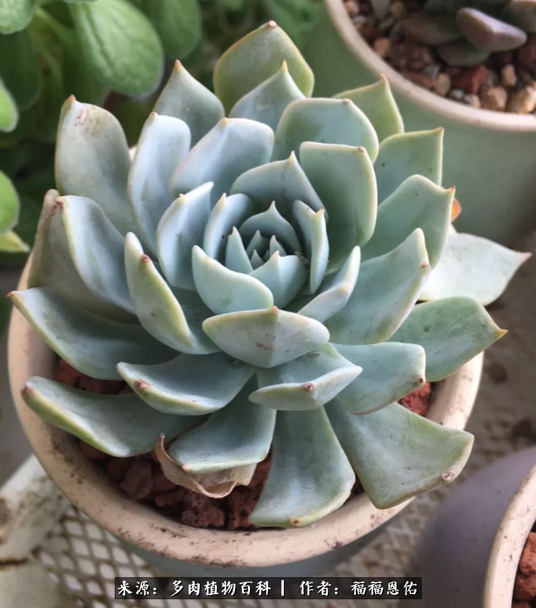 买买买，千里迢迢来相见，新的多肉成员来啦！