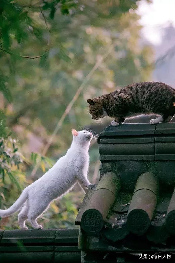 猫咪也有无可奈何的时候,猫咪为什么会给人安慰