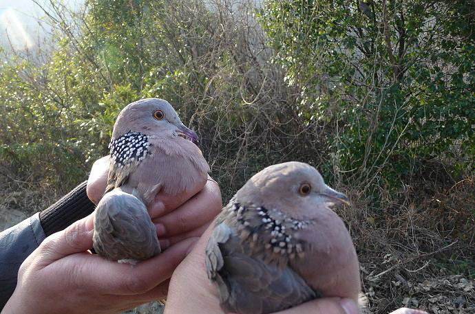 农村返乡创业青年养殖生态猪,返乡创业搞养殖带领群众致富