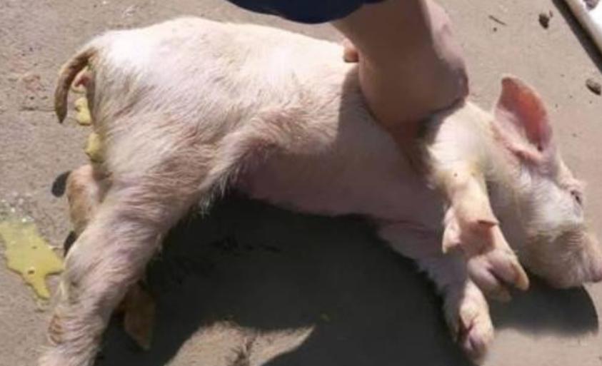 猪流行性腹泻的症状及防治措施,猪流行性腹泻传染性胃肠炎怎么治