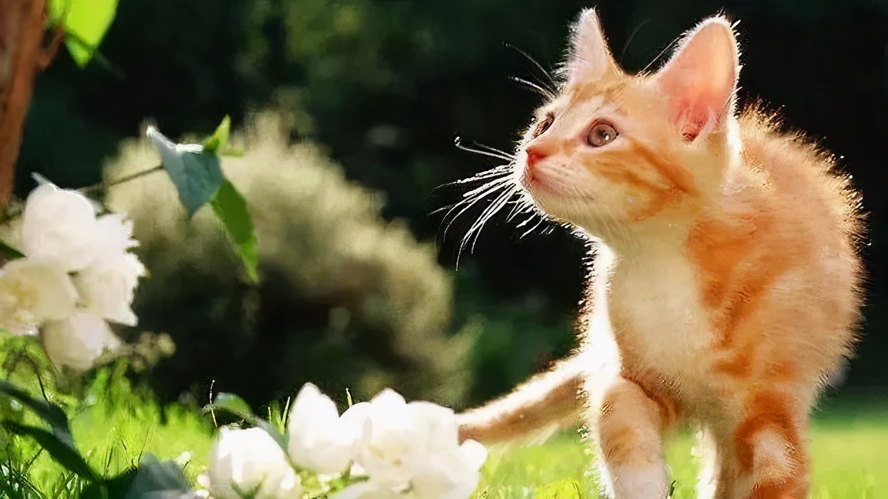 看图写话一二年级范文和图,小学一二看图写话专项练习及范文