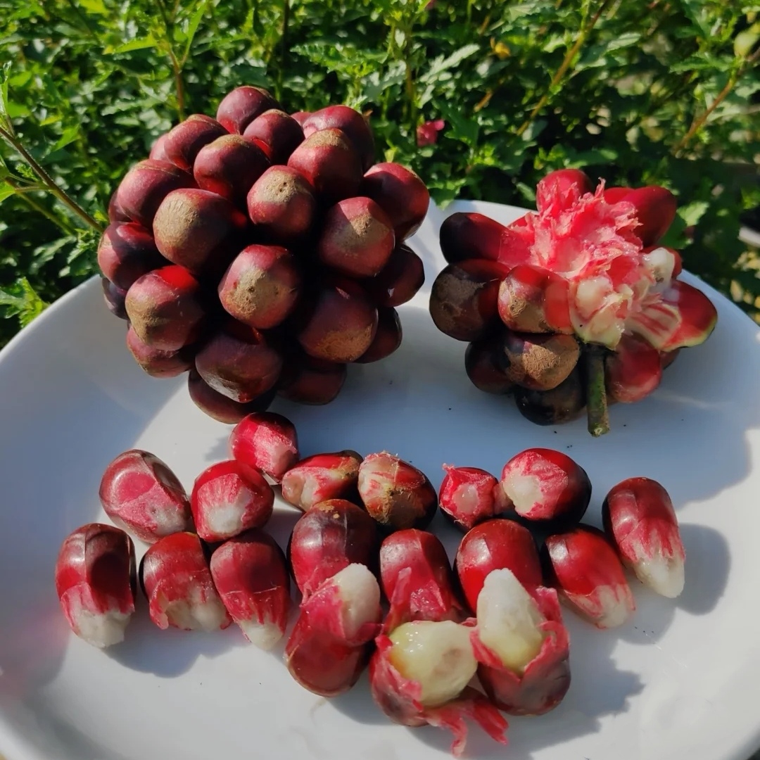 恶魔果实多少钱一瓶,恶魔果实水果多少钱一斤