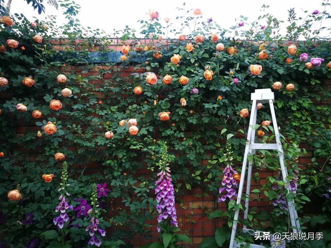 月季花是时候展现真正的技术了 (开春的第一波月季花就这么过去了)