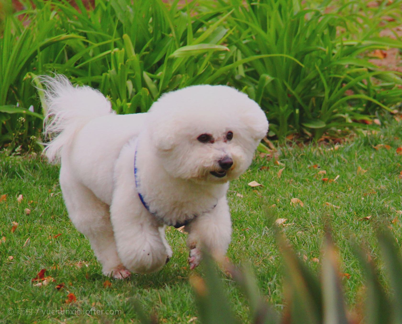 比熊挑食光给狗粮不吃怎么办,五岁比熊不爱吃东西挑食严重