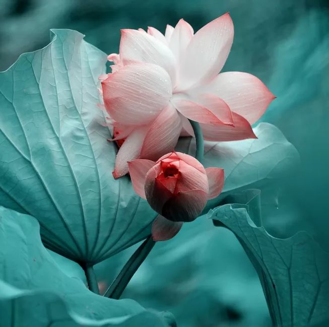 相逢在藕花深处的诗句,藕花深处等一场相逢