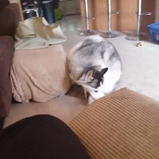 云南缉毒犬查获毒品,云南昆明缉毒犬的训练