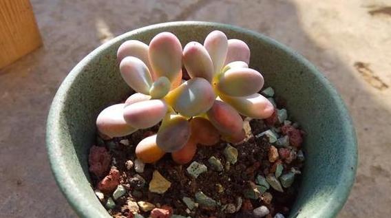 养残的多肉别扔了,养多肉不就是搬来搬去么