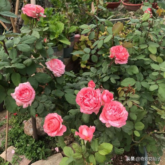 给大家推荐几款皮实好养的月季,好养不生病的月季有哪些品种