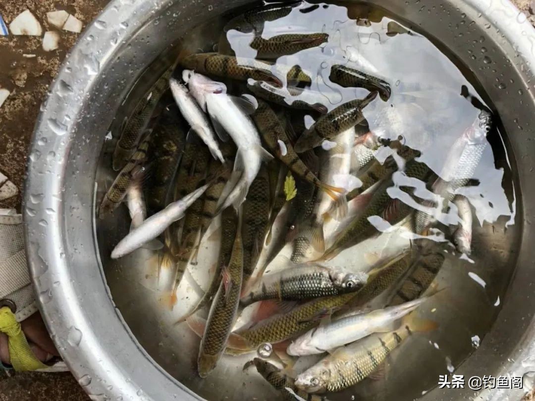 小杂鱼到底能长多大,小杂鱼长得比你想象中的大