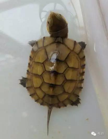 鉴赏花草模板,小青苗照片