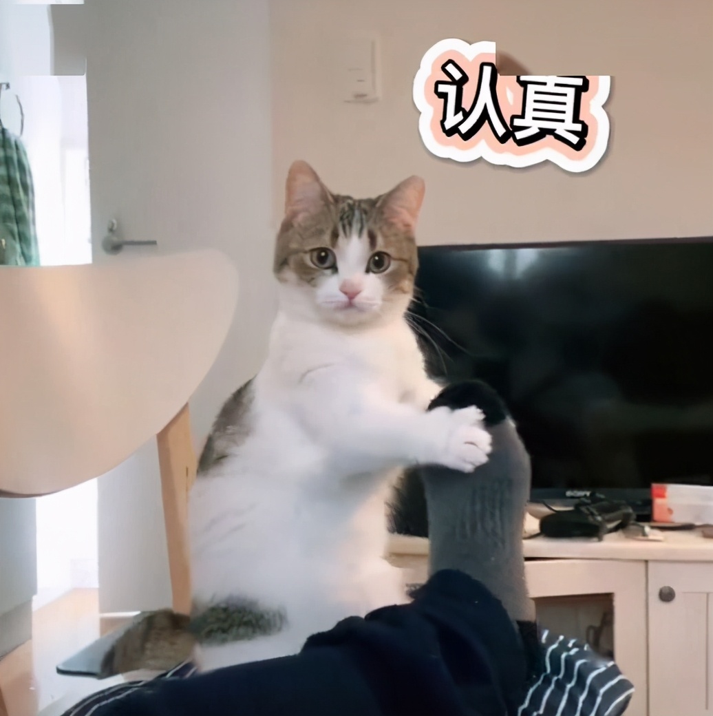 猫咪的这几种行为其实是在保护你,猫咪保护主人的全部视频