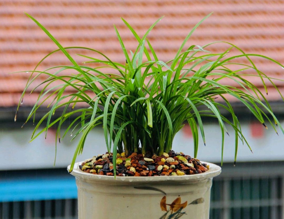 兰花翻盆最佳时间和方法,兰花翻盆的最佳季节和方法