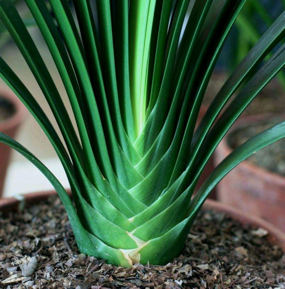 浇水过多死的植物,最容易浇死的6种花