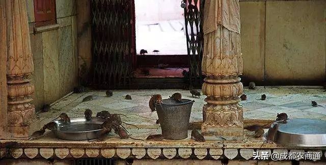 防治鼠害,鼠害的防治方法