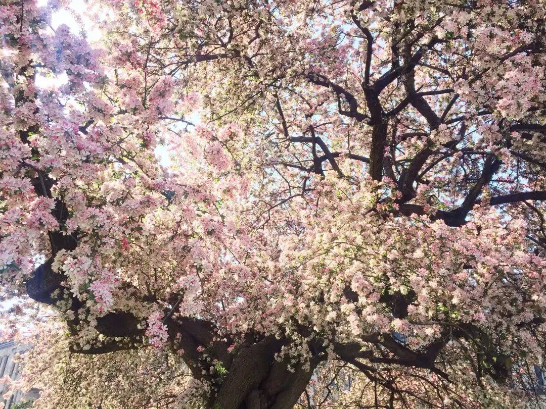 陆游春节的诗,陆游写的关于成都的诗