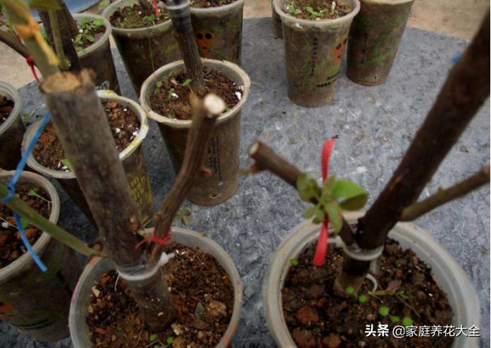 嫁接花卉的方法与技巧,成活率最高的花卉嫁接方法