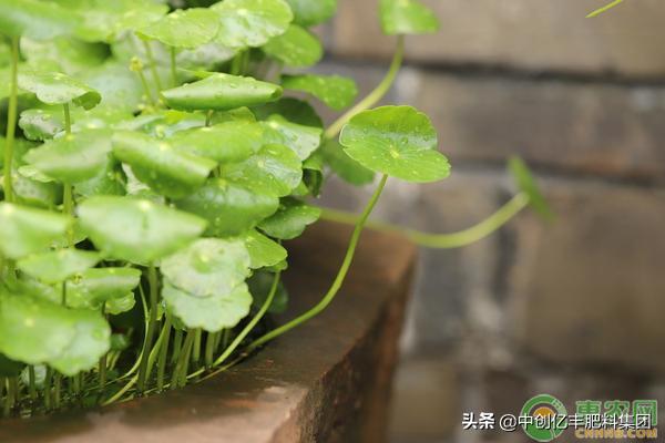 香菇草与金钱草对比,香菇草和积雪草一样吗