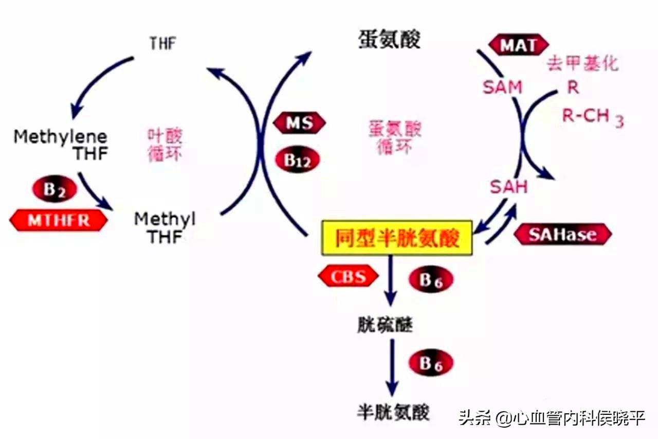 高血压补充叶酸的功效与作用,高血压同型半胱氨酸吃多少叶酸