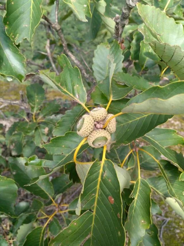 徒步老君山,徒步老君山教学