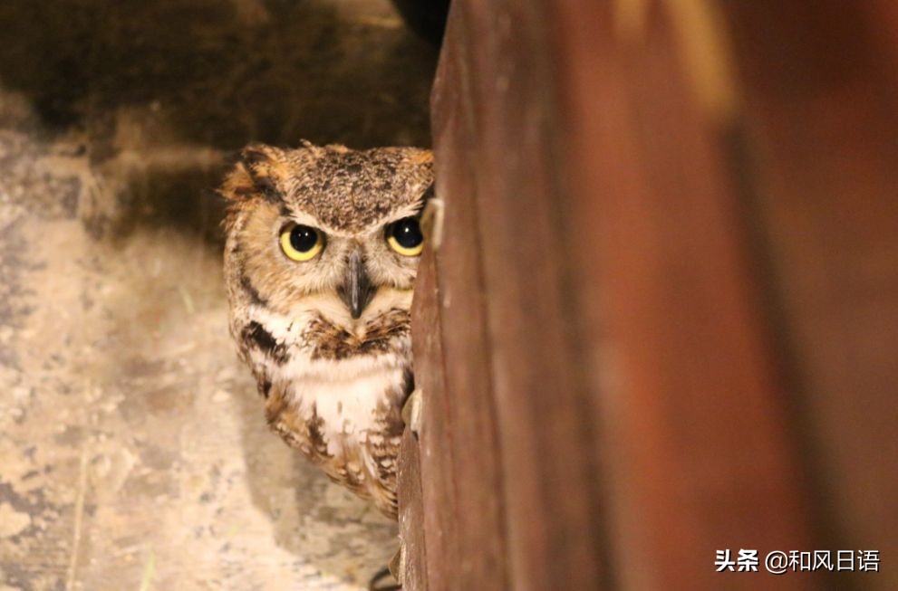 日本迷你猪咖啡厅,日本街头超有人气的猫头鹰咖啡厅