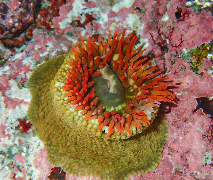 这个荒岛超多海胆和鲍鱼，但不能抓只能看，登岛还必须入境香港